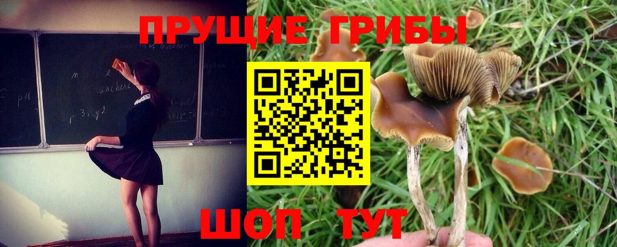 Псилоцибиновые грибы мицелий Сергиев Посад